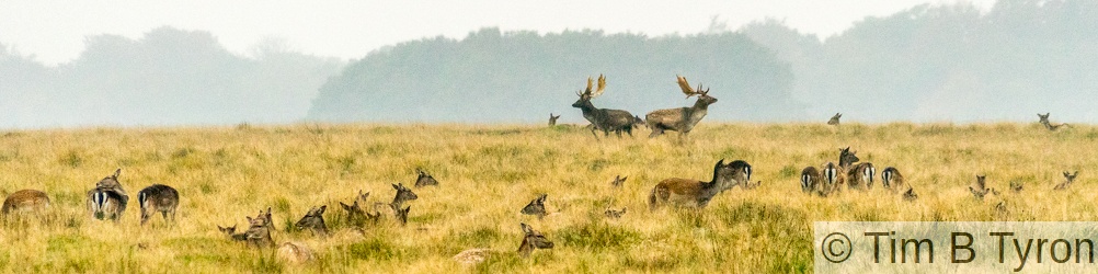 Fallow deer